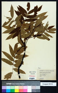 Sorbus americana image