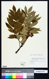 Sorbus americana image