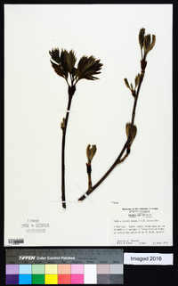 Sorbus decora image