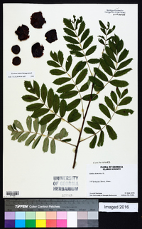 Sorbus domestica image