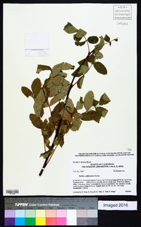 Sorbus californica image