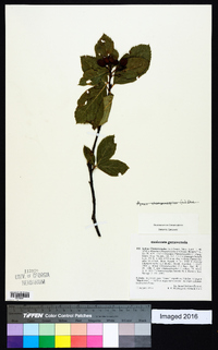 Image of Sorbus chamaemespilus