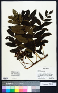 Sorbus commixta image