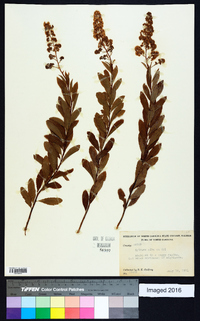 Spiraea alba image