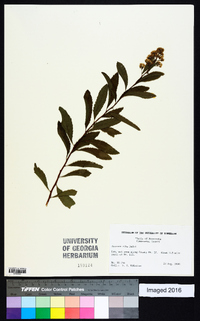 Spiraea alba image