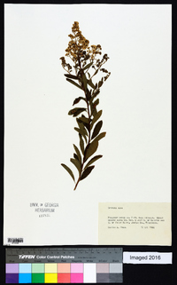 Spiraea alba image