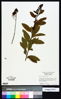 Spiraea alba image