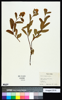 Spiraea betulifolia image