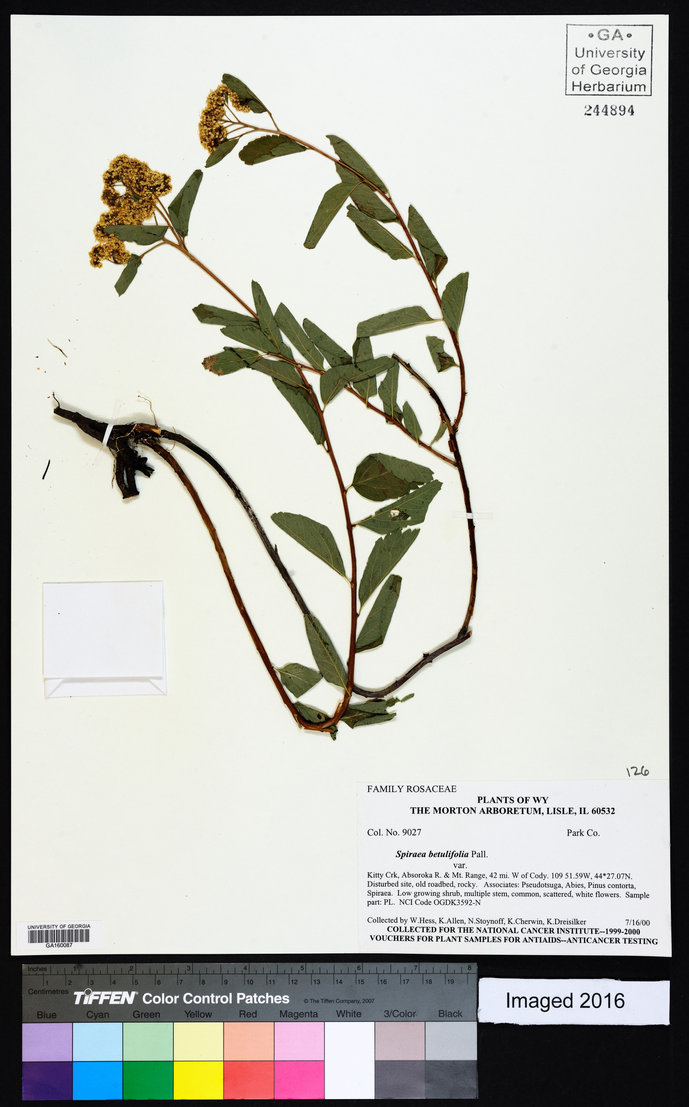 Spiraea betulifolia image