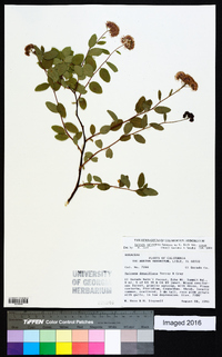 Spiraea splendens image