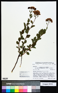 Spiraea splendens image