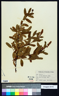 Spiraea douglasii image