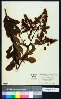 Spiraea latifolia image