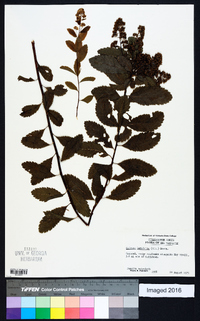 Spiraea latifolia image