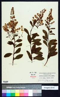 Spiraea latifolia image