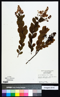 Spiraea latifolia image