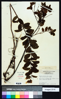 Spiraea latifolia image