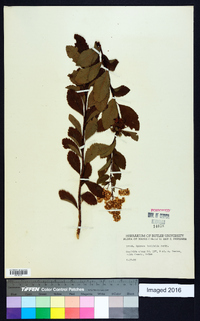 Spiraea latifolia image