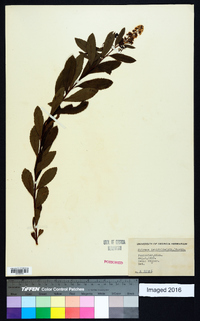 Spiraea latifolia image