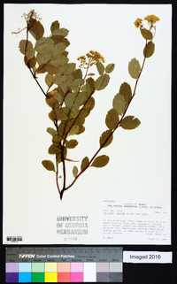 Spiraea betulifolia image