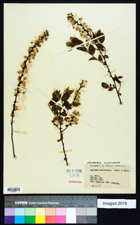 Spiraea prunifolia image