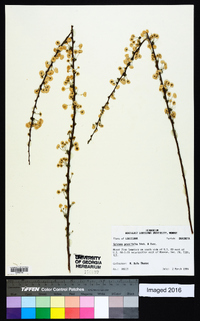 Spiraea prunifolia image