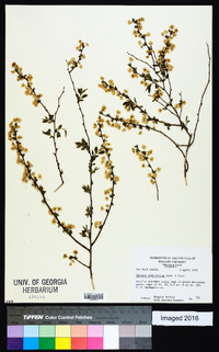 Spiraea prunifolia image