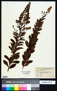 Spiraea salicifolia image