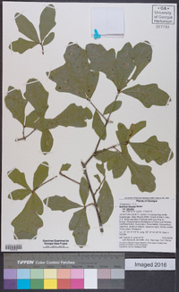 Quercus sinuata var. sinuata image