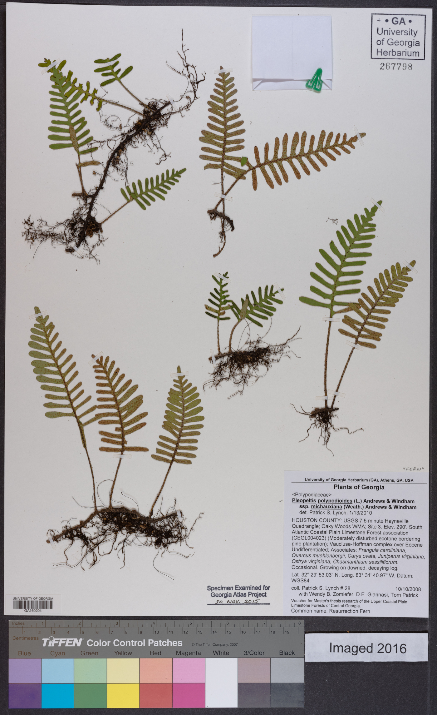 Pleopeltis polypodioides subsp. michauxiana image