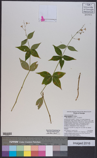 Silene stellata image