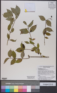 Cornus asperifolia image