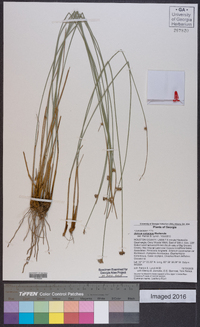 Juncus coriaceus image