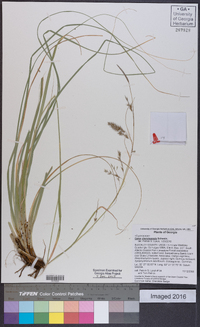 Carex cherokeensis image