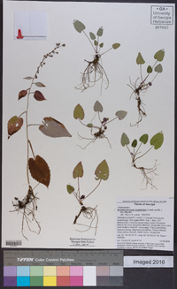 Symphyotrichum urophyllum image