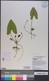 Hexastylis arifolia image