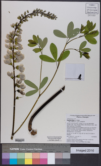 Baptisia alba image