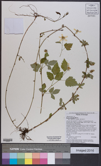 Rubus trivialis image