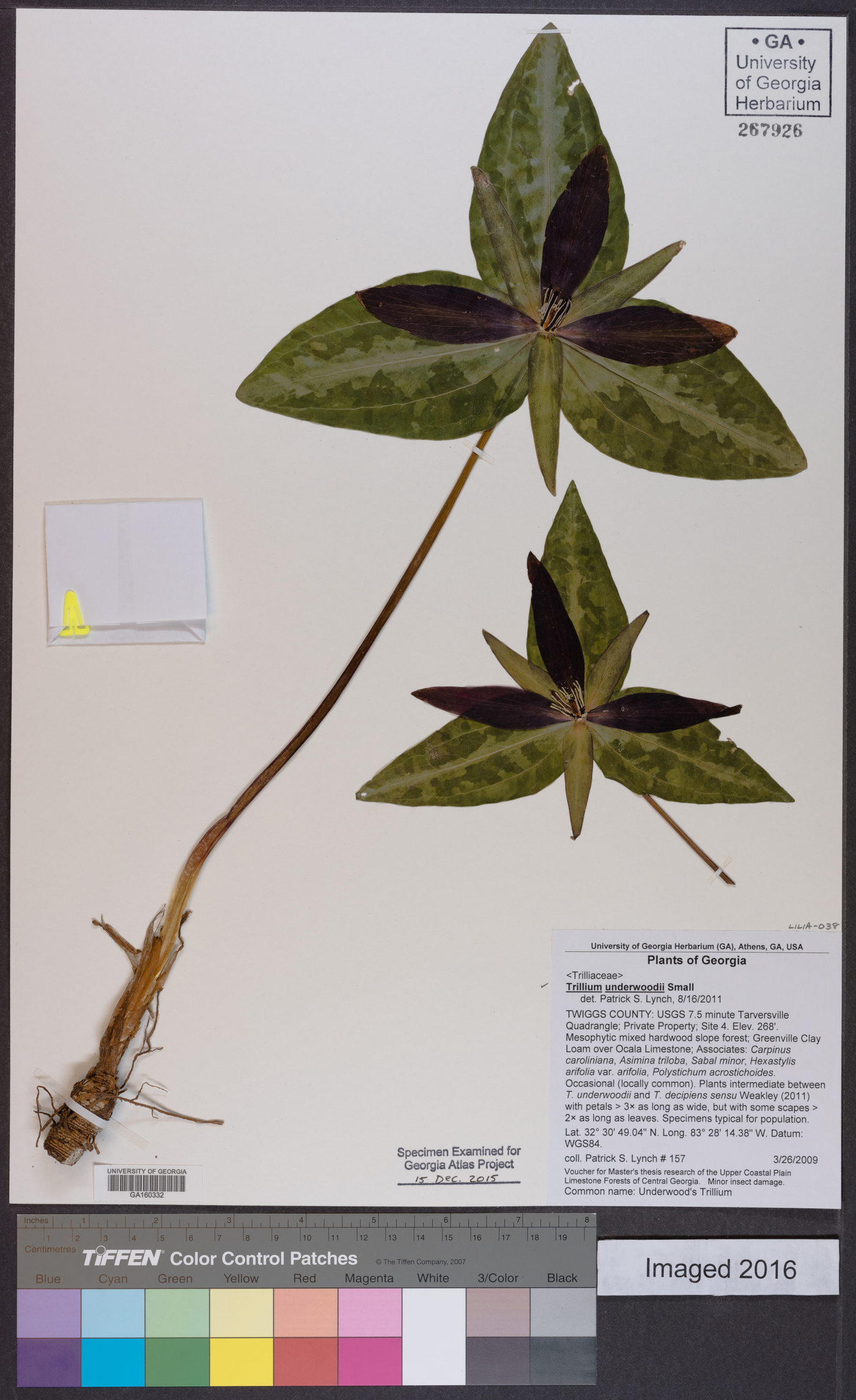 Trillium underwoodii image