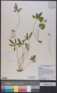 Viola palmata image