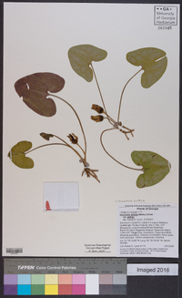 Hexastylis arifolia image