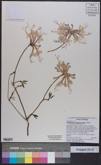 Rhododendron canescens image