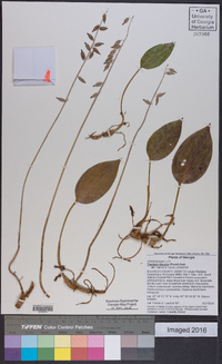 Tipularia discolor image