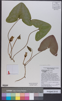 Hexastylis arifolia image