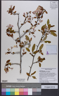 Malus angustifolia image