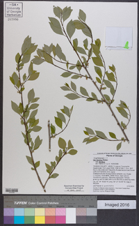 Ilex decidua var. decidua image