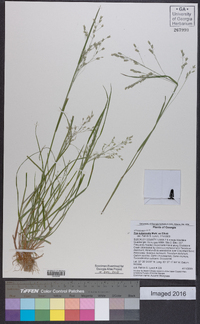 Poa autumnalis image