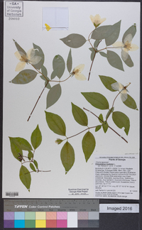 Philadelphus inodorus image