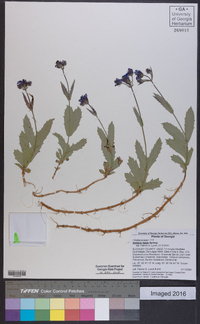 Verbena rigida image