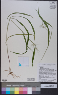 Elymus hystrix image